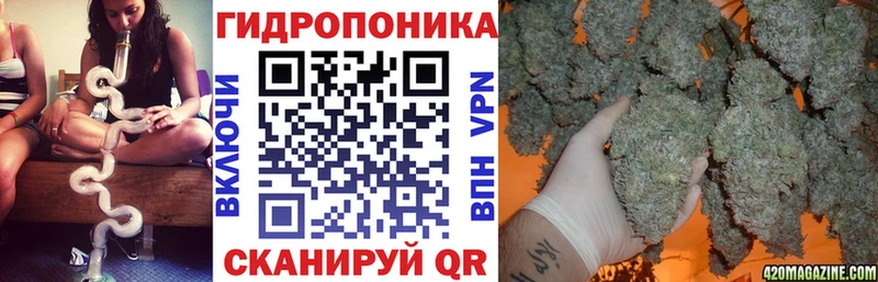 Марихуана OG Kush Борзя